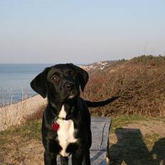 Blanding af racer Rosa