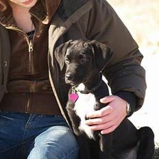 Blanding af racer Rosa