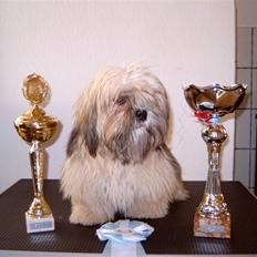 Lhasa apso BECCA,RIP juli 2011