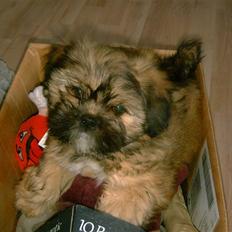 Lhasa apso BECCA,RIP juli 2011