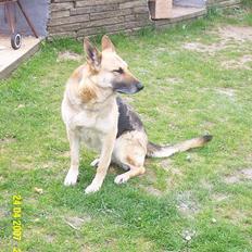 Schæferhund Achalia *DØD*