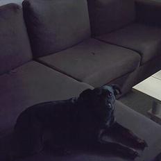 Blanding af racer Biggy