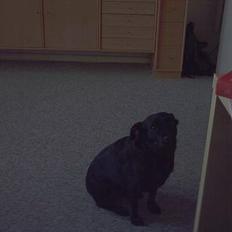 Blanding af racer Biggy