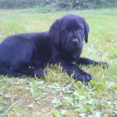 Labrador retriever Poker