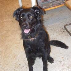 Blanding af racer Joyce (død:'()