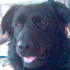 Blanding af racer Joyce (død:'()