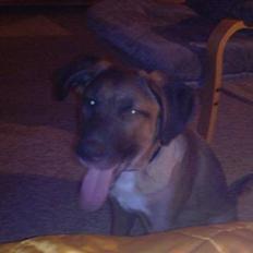 Blanding af racer Simba