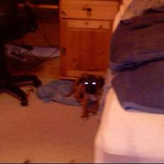 Blanding af racer Simba