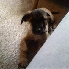 Blanding af racer Simba