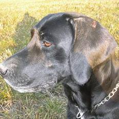 Blanding af racer mille/ myzze