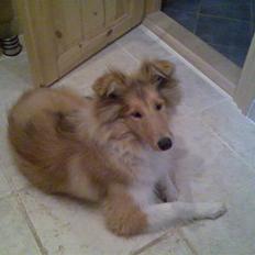 Collie langhåret Molly