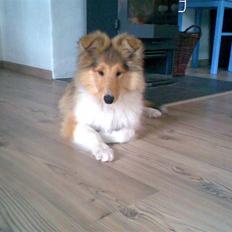 Collie langhåret Molly