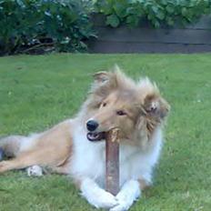 Collie langhåret Molly