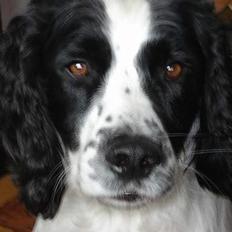 Field Trial spaniel Joey