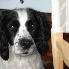 Field Trial spaniel Joey