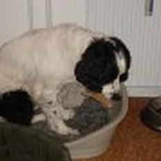 Field Trial spaniel Joey