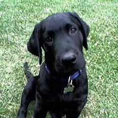 Labrador retriever Gilbert