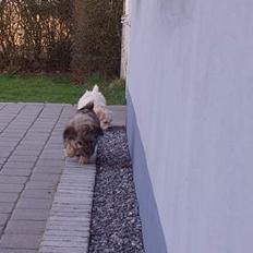 Bichon havanais Jabir´s Danés Batisto