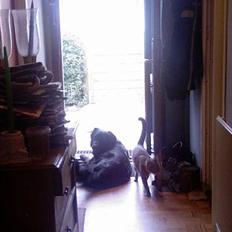 Blanding af racer Joyce (død:'()