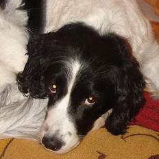 Field Trial spaniel Fine