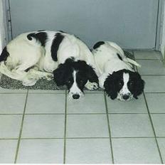 Field Trial spaniel Fine