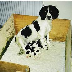 Field Trial spaniel Fine