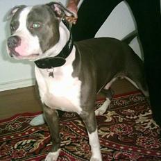 Amerikansk staffordshire terrier Chiko