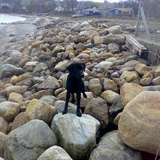 Labrador retriever Nedergaard´s Trulli