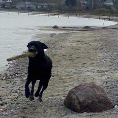 Labrador retriever Nedergaard´s Trulli