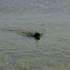 Labrador retriever Nedergaard´s Trulli