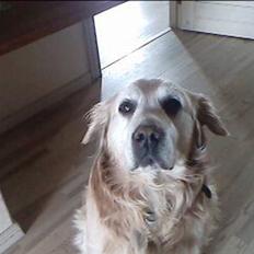 Golden retriever Max