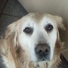 Golden retriever Max
