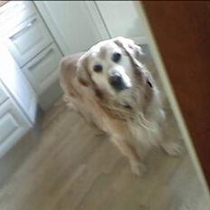 Golden retriever Max