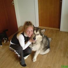 Alaskan malamute Chinook