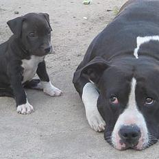 Amerikansk staffordshire terrier Kenzo