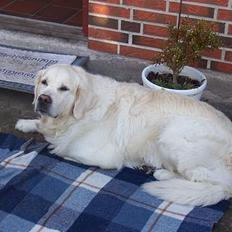 Golden retriever Goffy (Død)