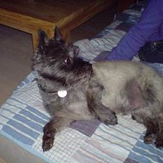Cairn terrier Zimba