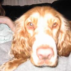 Cocker spaniel Molly