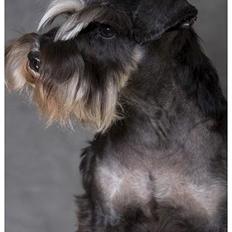 Dvaergschnauzer Pepsi DØD 120307