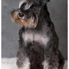 Dvaergschnauzer Pepsi DØD 120307