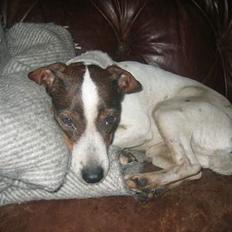 Dansk svensk gaardhund Tøsen <3 ¤ Anée's¤ 