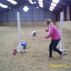 Dansk svensk gaardhund Tøsen <3 ¤ Anée's¤ 