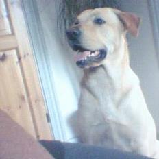 Labrador retriever Rico