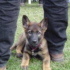 Schæferhund Bayogi's Quinta R.I.P
