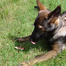 Schæferhund Bayogi's Quinta R.I.P