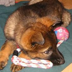 Schæferhund Bayogi's Quinta R.I.P