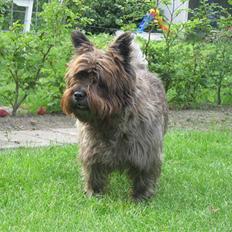Cairn terrier Timon