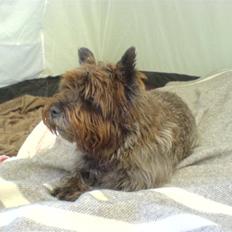 Cairn terrier Timon