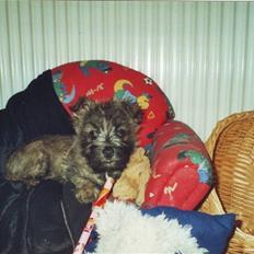 Cairn terrier Timon