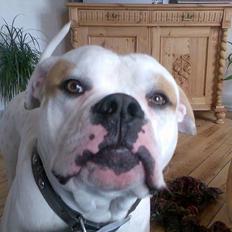 Amerikansk bulldog junior